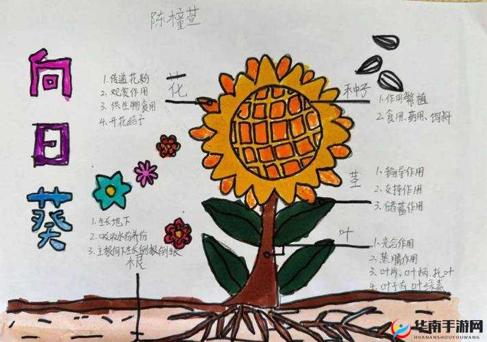 野草乱码一区四区区别之独特魅力探究