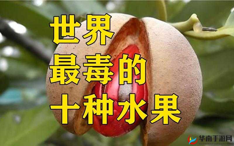 激情五月，探索五款水果的奇妙世界