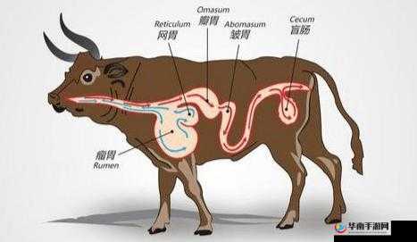 牛百叶：牛消化系统中重要的消化部位探秘