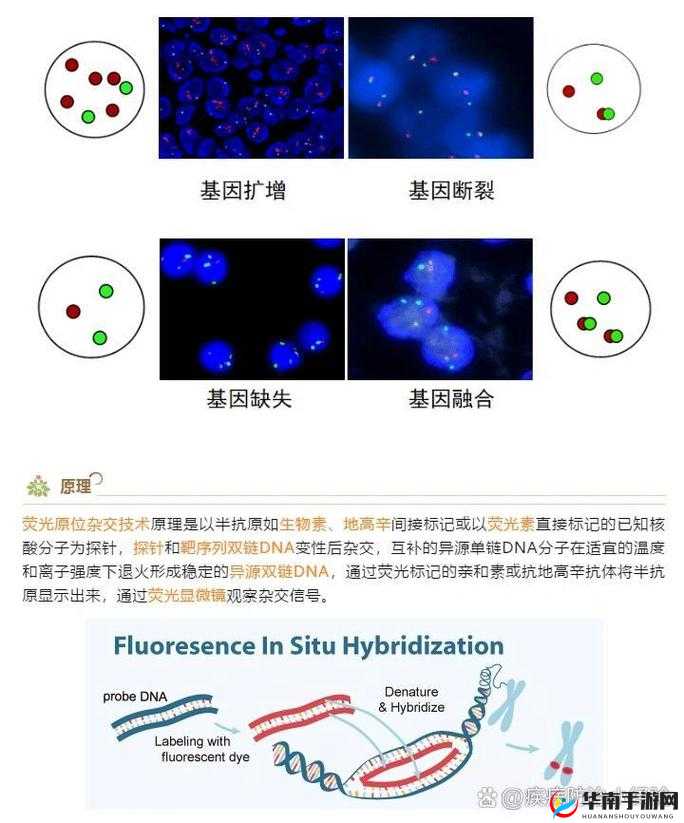 rnascope 原位杂交技术在疾病诊断中的应用研究