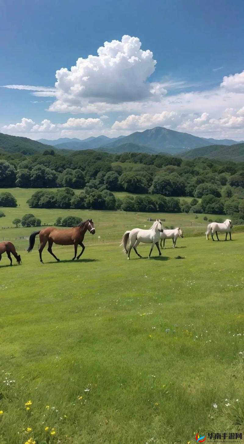 随着马儿的奔跑项弄：在广阔草原上追逐自由的梦想