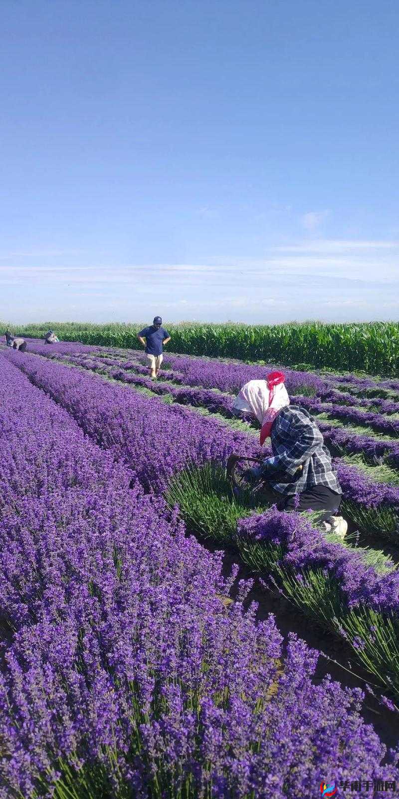 薰衣草实验室研究所 2024 隐藏路线：探索未知的科学秘境