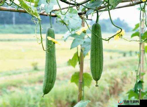 草莓丝瓜视频-丝瓜视 18 岁在线看：精彩内容不容错过