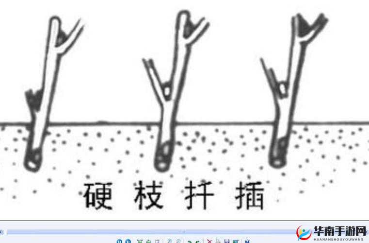 扦插 BB 和扦插 BB 的区别：不同方法与要点全解析