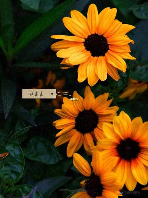 野花日本大全免费观看中文版精彩内容不容错过