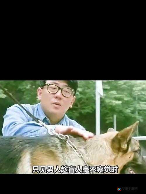 男人与导盲犬的感人故事:爱与信任的力量