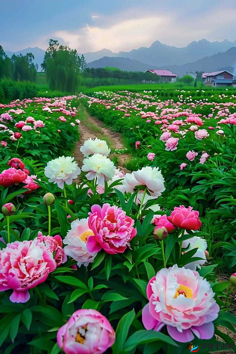 香软玉滑(林芍药):带你领略独特的魅力风情