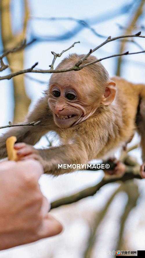 打牌生猴子的视频大全外国:趣味纸牌游戏与神奇猴子的奇妙冒险