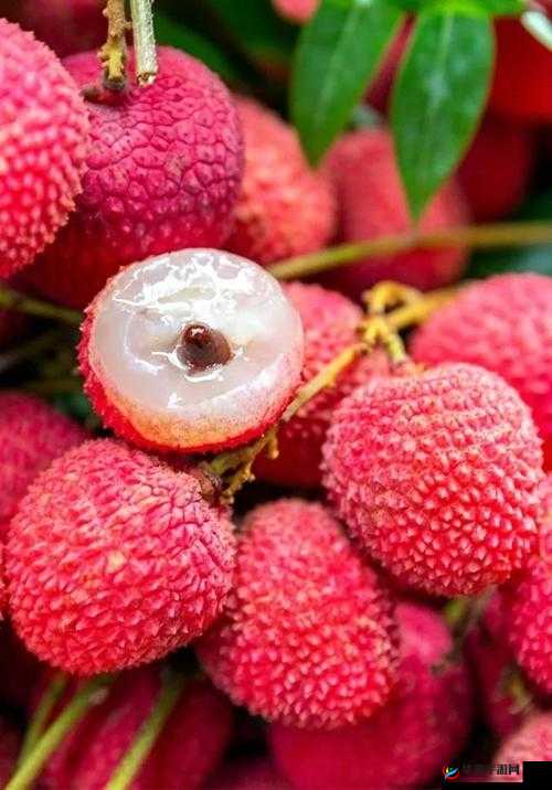 荔枝视频在线观看高清完整版：带来精彩视觉盛宴