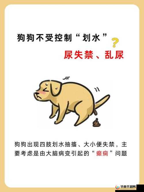 狗狗划水尿失禁且不受控制令人担忧的状况