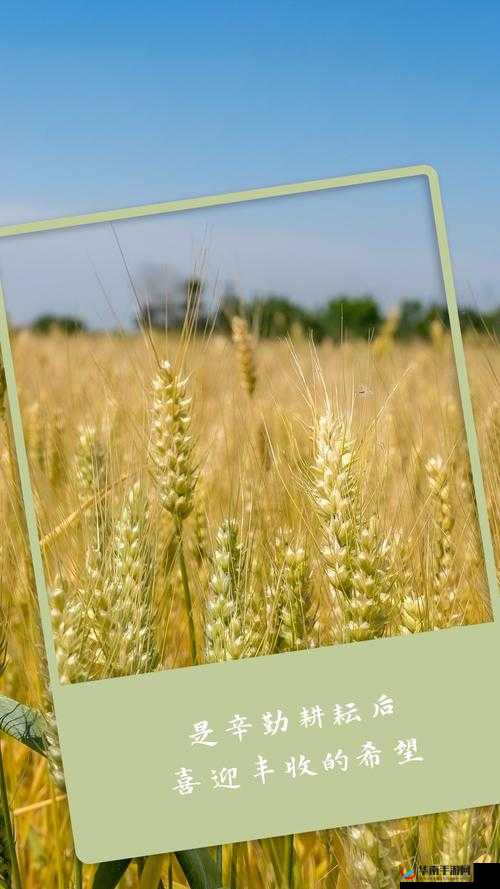 韩国朋友家那片充满希望的麦子