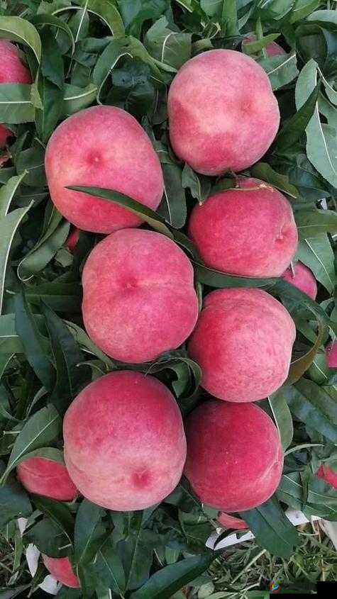 6708 杏色水蜜桃：甜蜜多汁的独特美味佳品