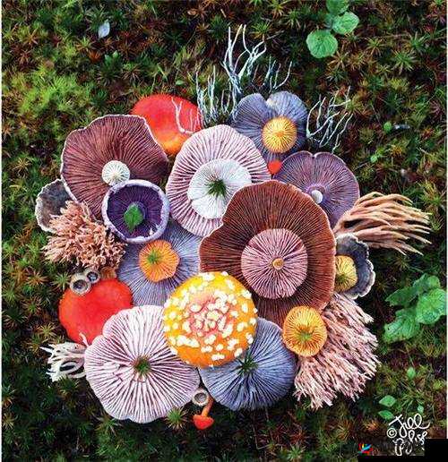 7x7x7x7x 任意槽蘑菇 ：探索其神秘与独特的魅力所在