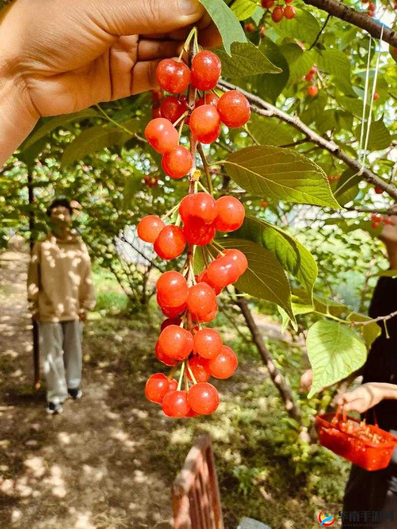 樱桃视频：精彩内容持续呈现等你来探索