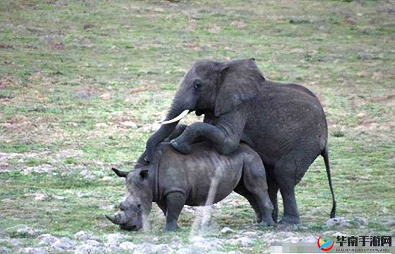 关于能看强奸动物过程这类软件引发的深刻思考与探讨