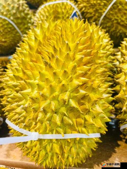 免费榴莲视频：让你榴莲忘返的极致体验