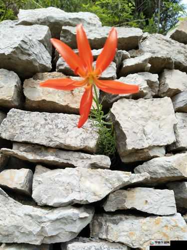 万草丛中一个洞里面究竟隐藏着什么秘密呢