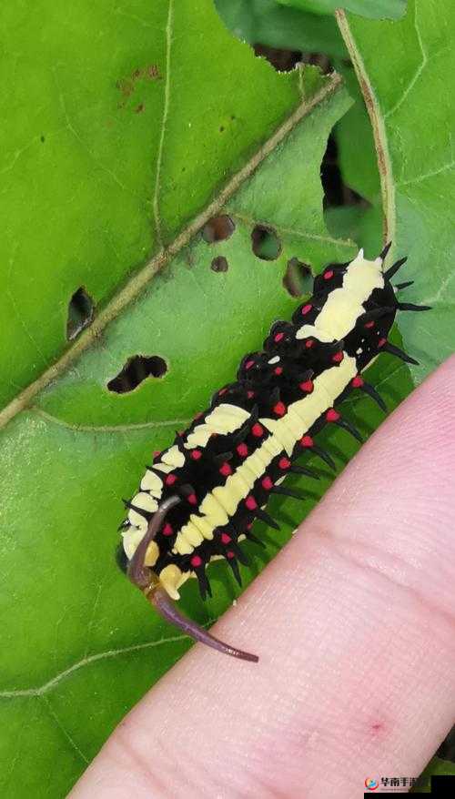 他的舌头探入蜜源毛毛虫说说：奇妙探索之旅