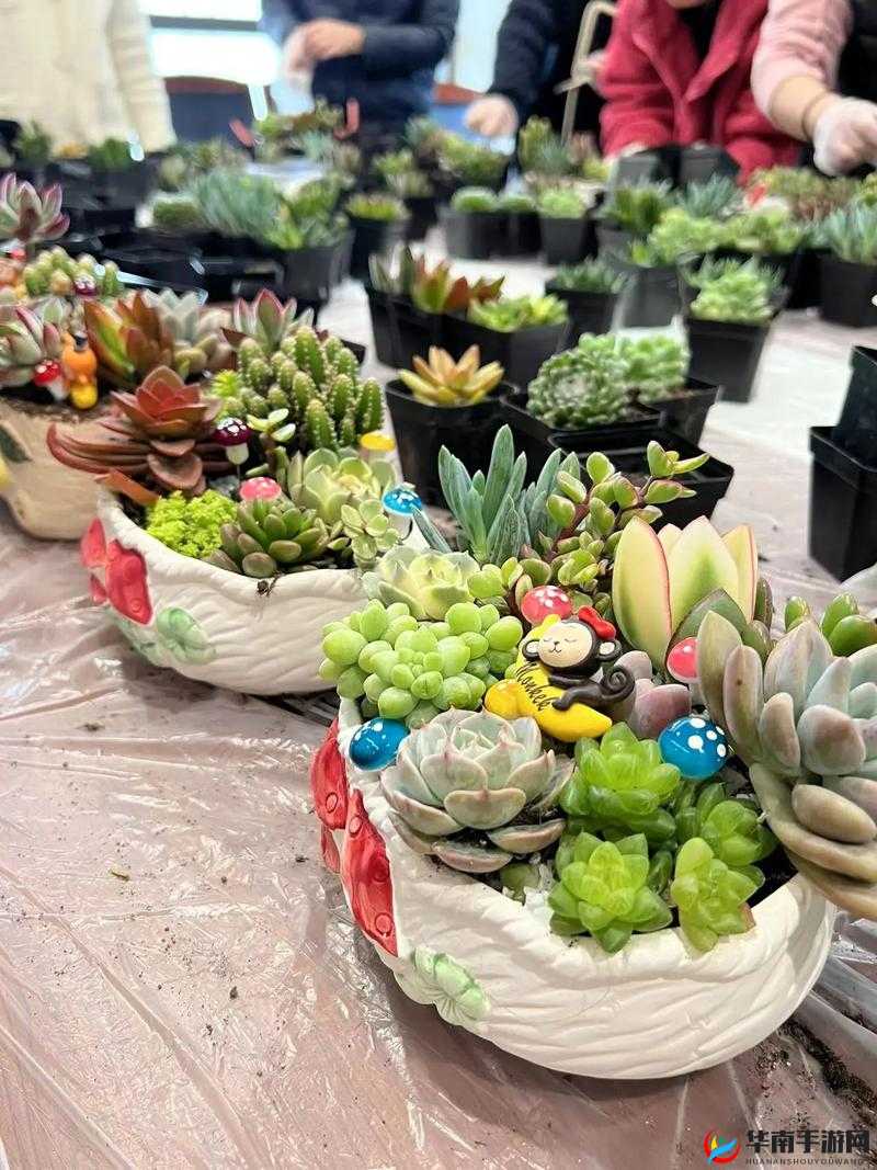 1V7 多肉多车：一场令人惊叹的多肉与车的奇妙组合盛宴