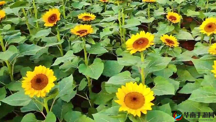 一起享受视觉盛宴：草莓视频、丝瓜视频、黄瓜视频、向日葵视频安卓齐聚