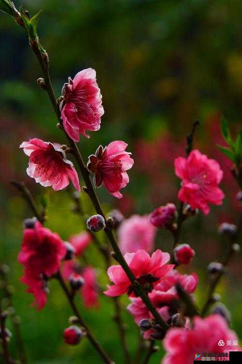 久久 OV 红桃密一区二区：探寻独特魅力之域