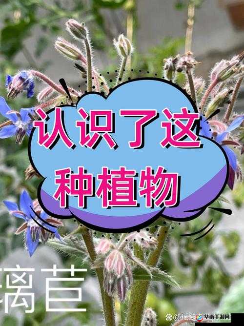 三夜草 GW2419 :探索其神秘特性与潜在价值的征程