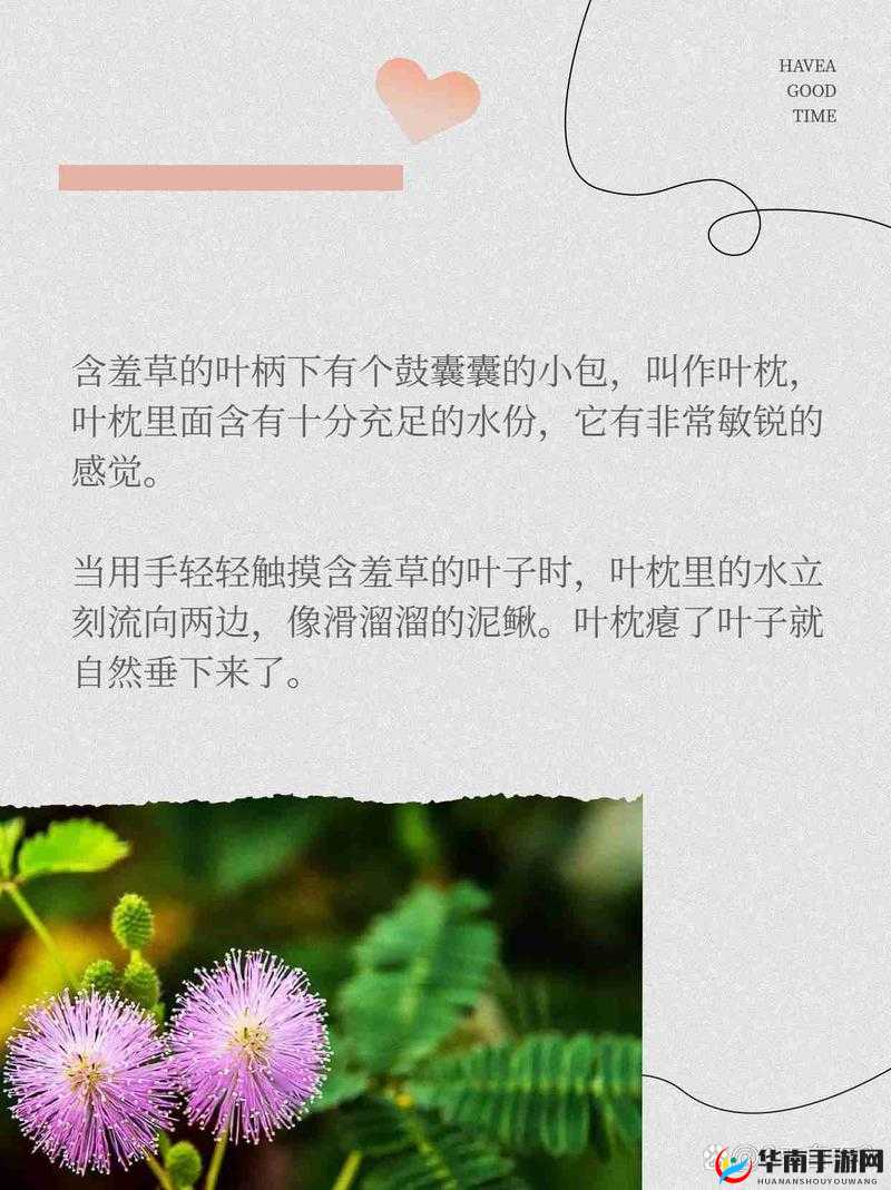 18 款夜晚禁用含羞草：深入探究其背后的神秘原因