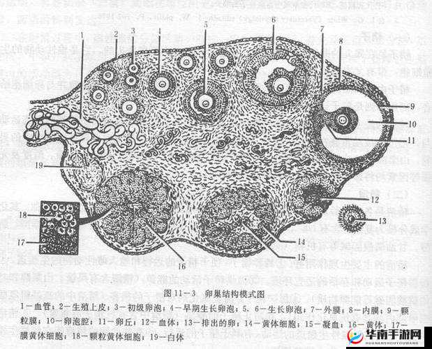 巨茎爆乳：探索人类性器官的奥秘