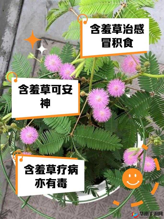 含羞草具有缓解紧张情绪、预测天气等多种作用