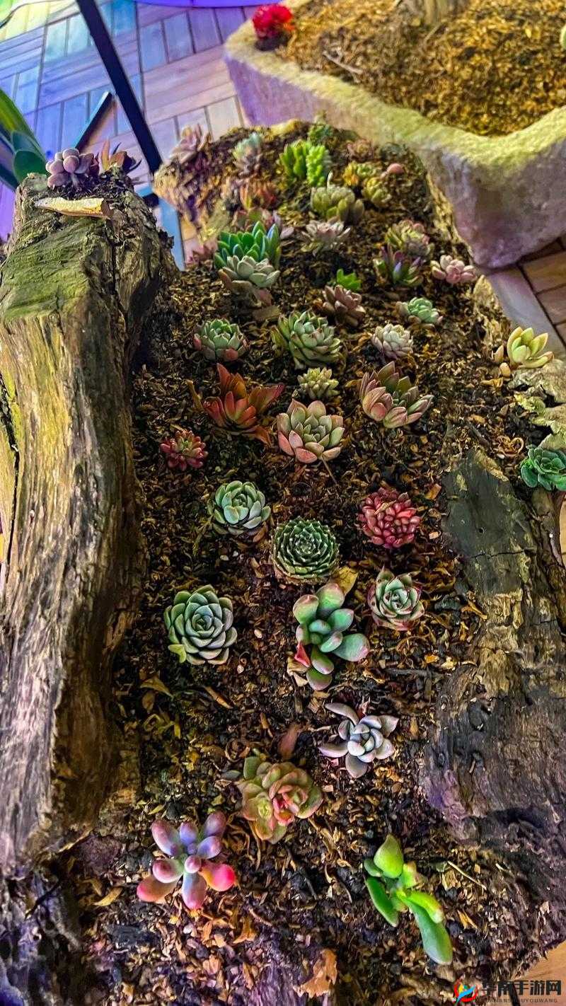 多肉小镇金银花：探索其独特魅力与多样价值的神奇之旅