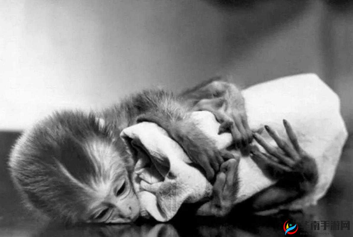 为什么要打扑生猴子？——一种残忍的行为