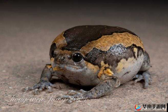 最新 LASTDAYONEARTH 动物：探索奇幻世界的神奇生灵