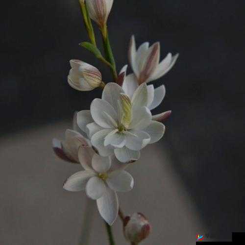 女性半夜莲花开：探秘女性生理现象