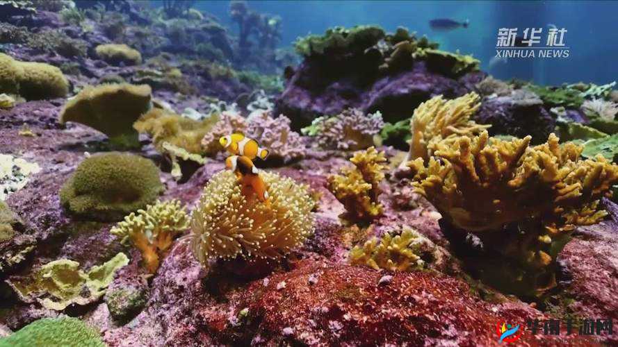 俄罗斯XXXX1819 视频：探索未知的世界