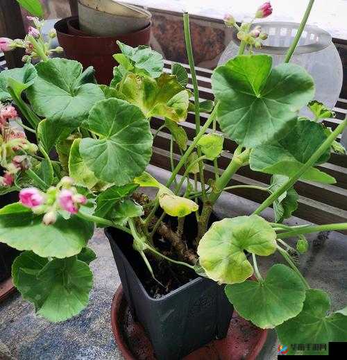 破了两个学生的花苞：这背后的故事与影响究竟如何