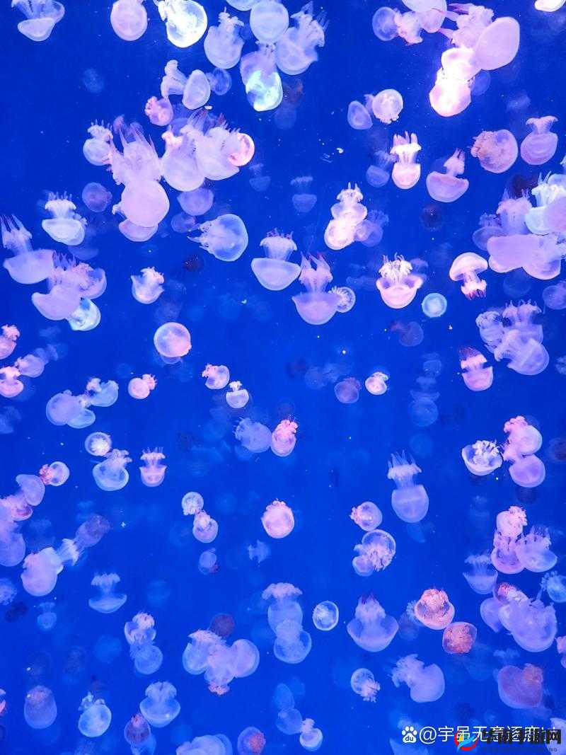 想在这里做吗宝贝——探寻此地的奇妙之旅