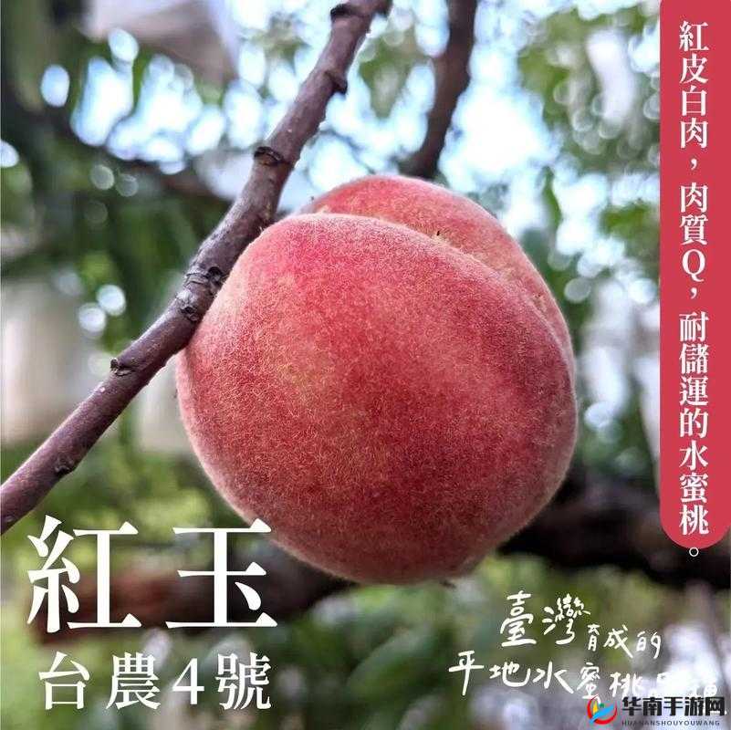 水蜜桃 4 全新魅力呈现，带你领略别样精彩