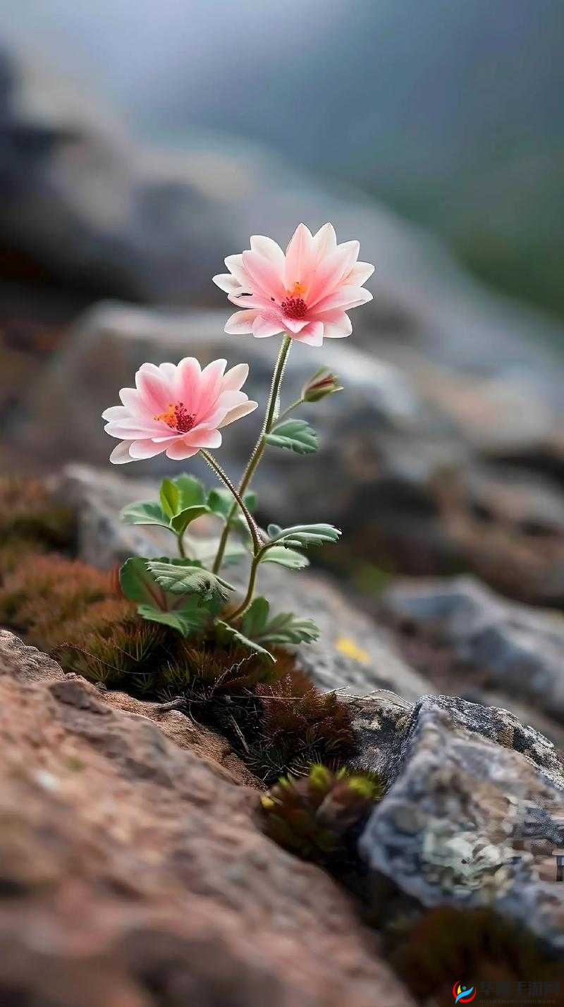 野花在线观看免费观看大全：品味自然之美，领略野花魅力