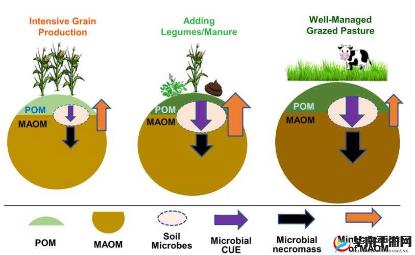 有机zz 怎么看不了呢：探究其背后原因及解决办法