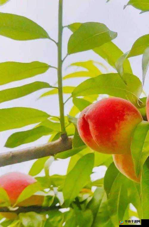 激情热辣的蜜桃视频一区二区,等你来看