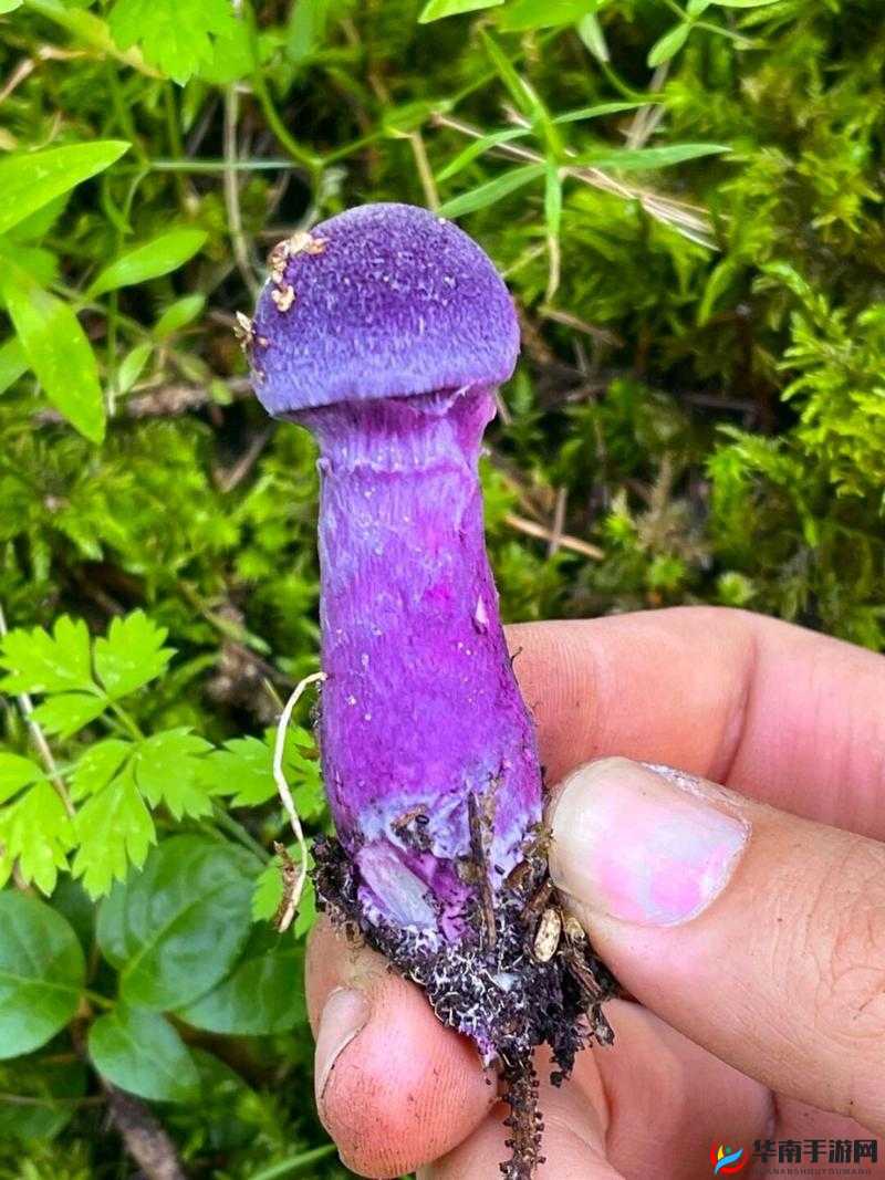 紫色的蘑菇根很粗大能吃吗迟迟不收入这一现象究竟是何原因