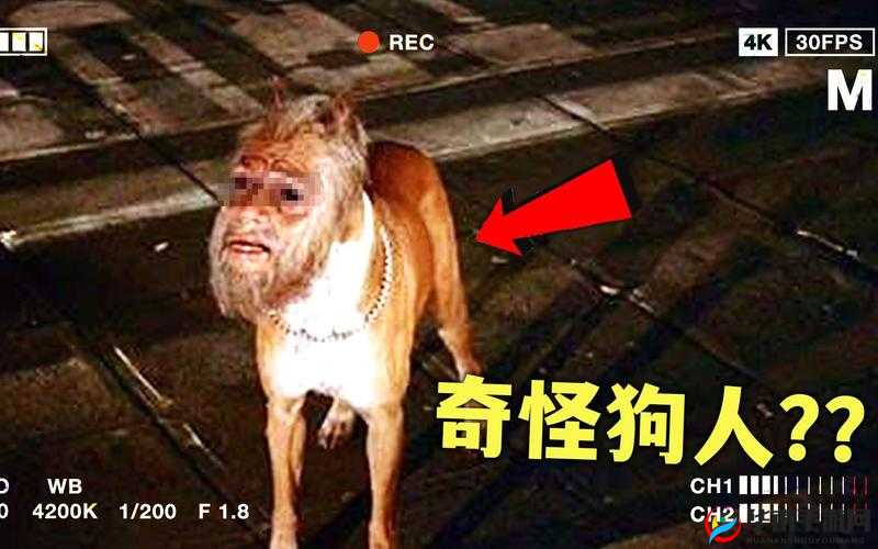 美国 ZOOM 人狗高清：令人震惊的奇异画面