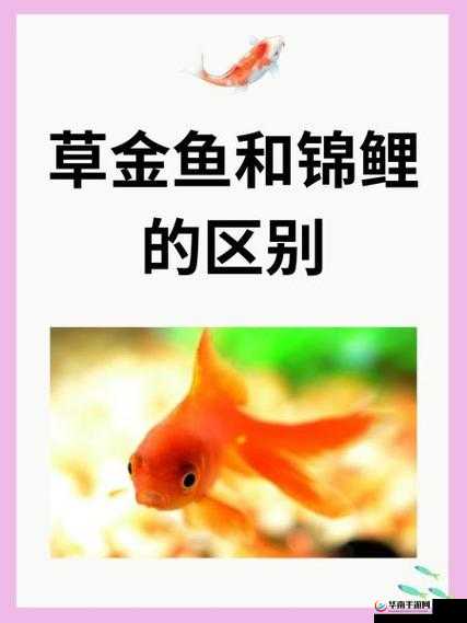 一夹一放和锦鲤吸水区别：两种技巧的详细对比与解析