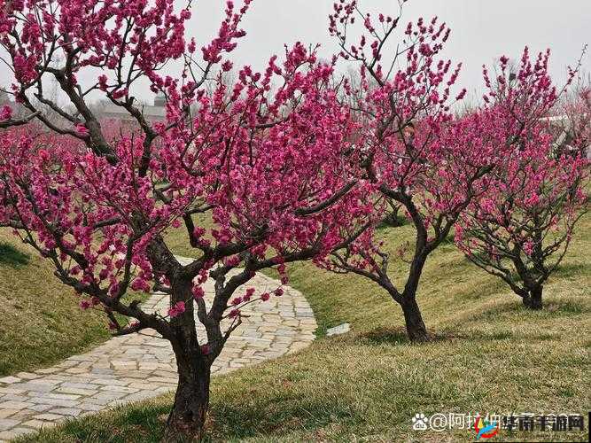 绿意盎然海角侄子女方订婚：开启幸福新旅程的美好约定