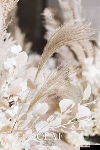 老狼老狼芦苇芭蕉：神秘而迷人的自然元素组合