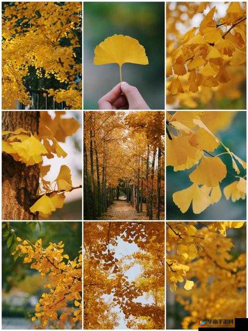 日韩 OV 成人 A∨银杏视频相关精彩内容呈现