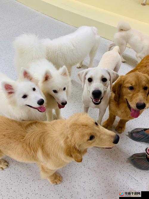 狗和人胶配方 20 分钟：一场奇特的探索之旅