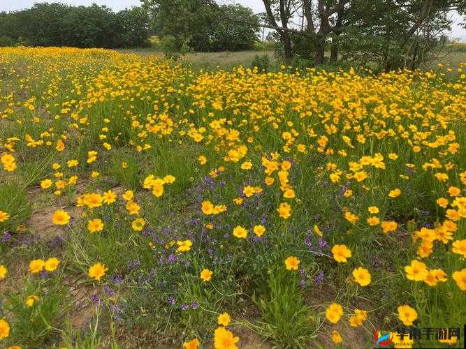 野花日本大全免费观看中文 7：精彩大片不容错过