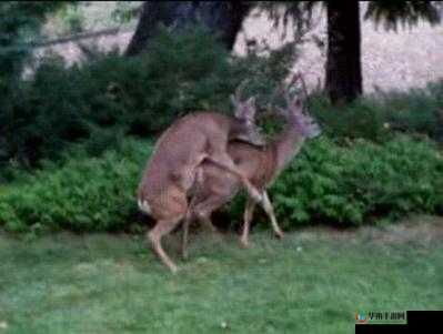 bbbmn 兽交毛片：揭秘动物世界的禁忌之爱