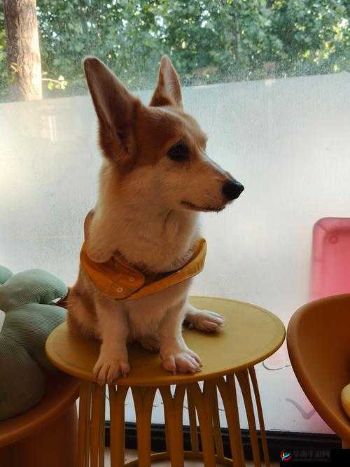 人狗胶配方大全狗狗：关于狗狗的各种胶配方详细介绍